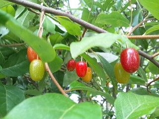 グミ　ピピの日記ブログから